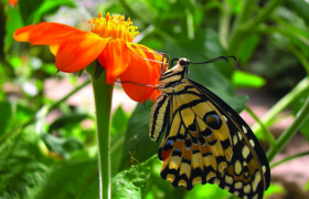 Stratford Butterfly Farm