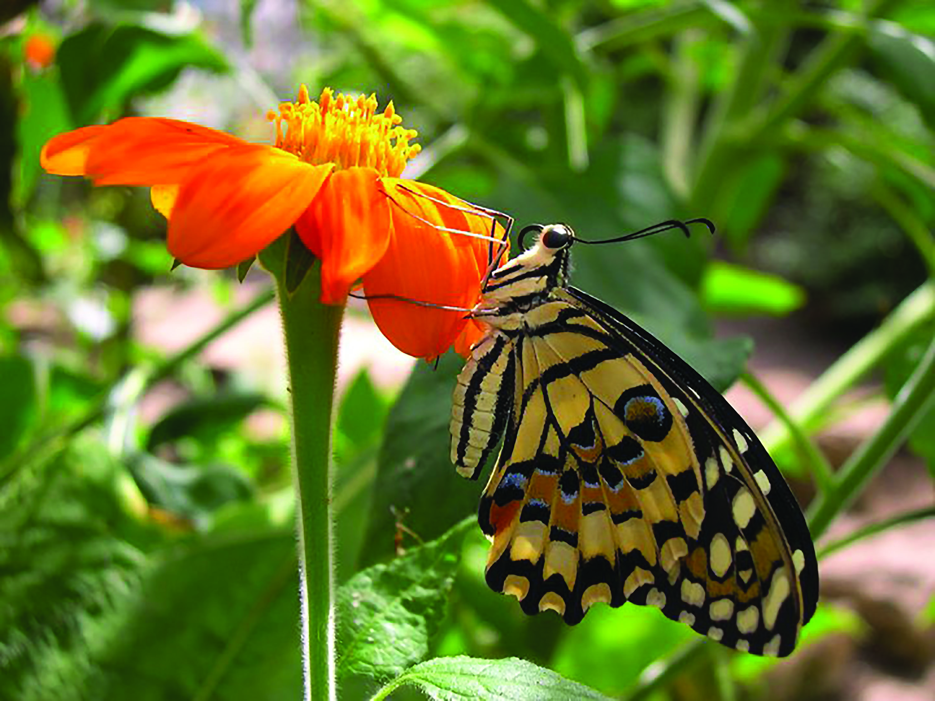 Stratford Butterfly Farm