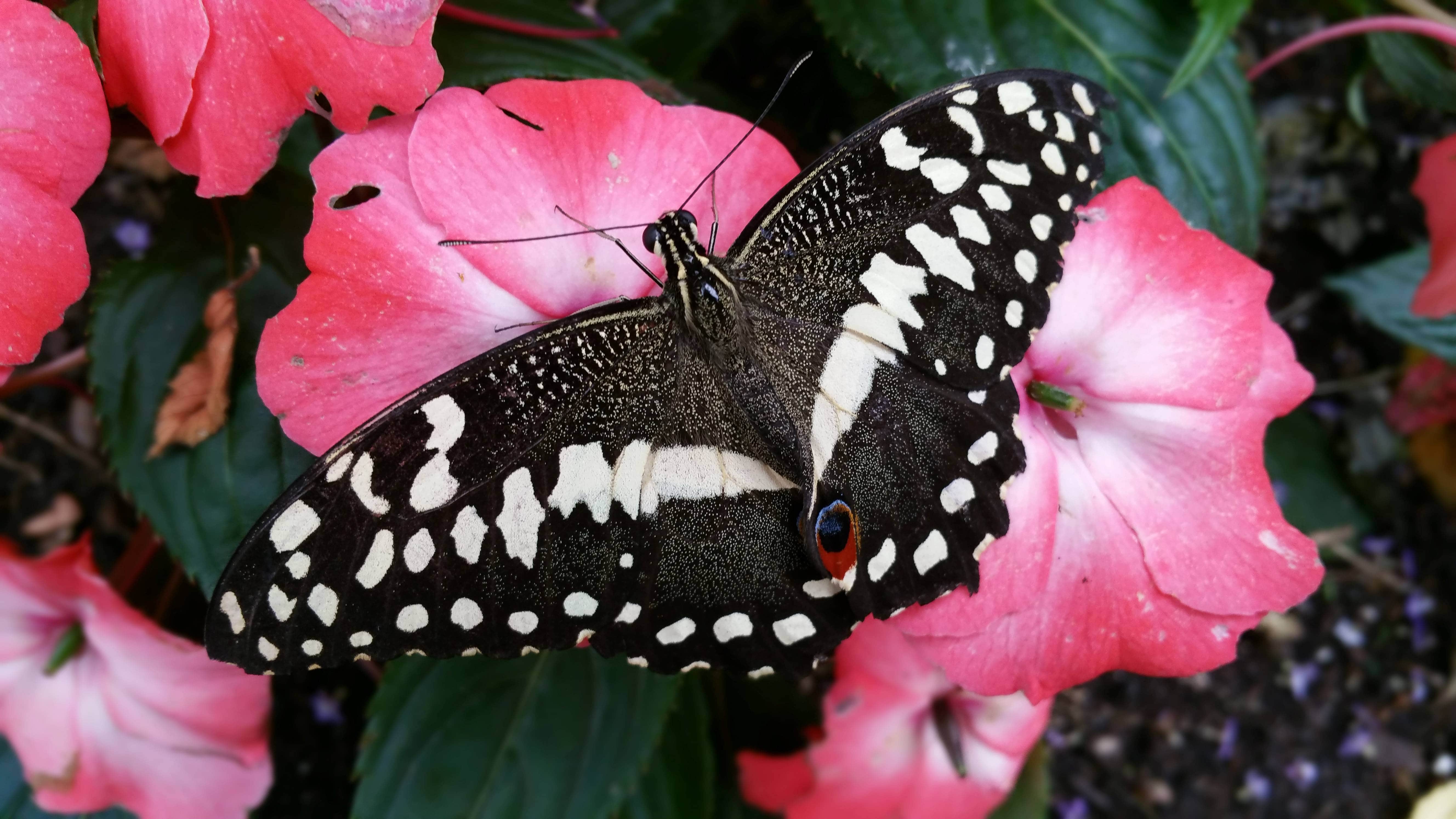 Escape the cold for tropical conditions at Stratford Butterfly Farm!