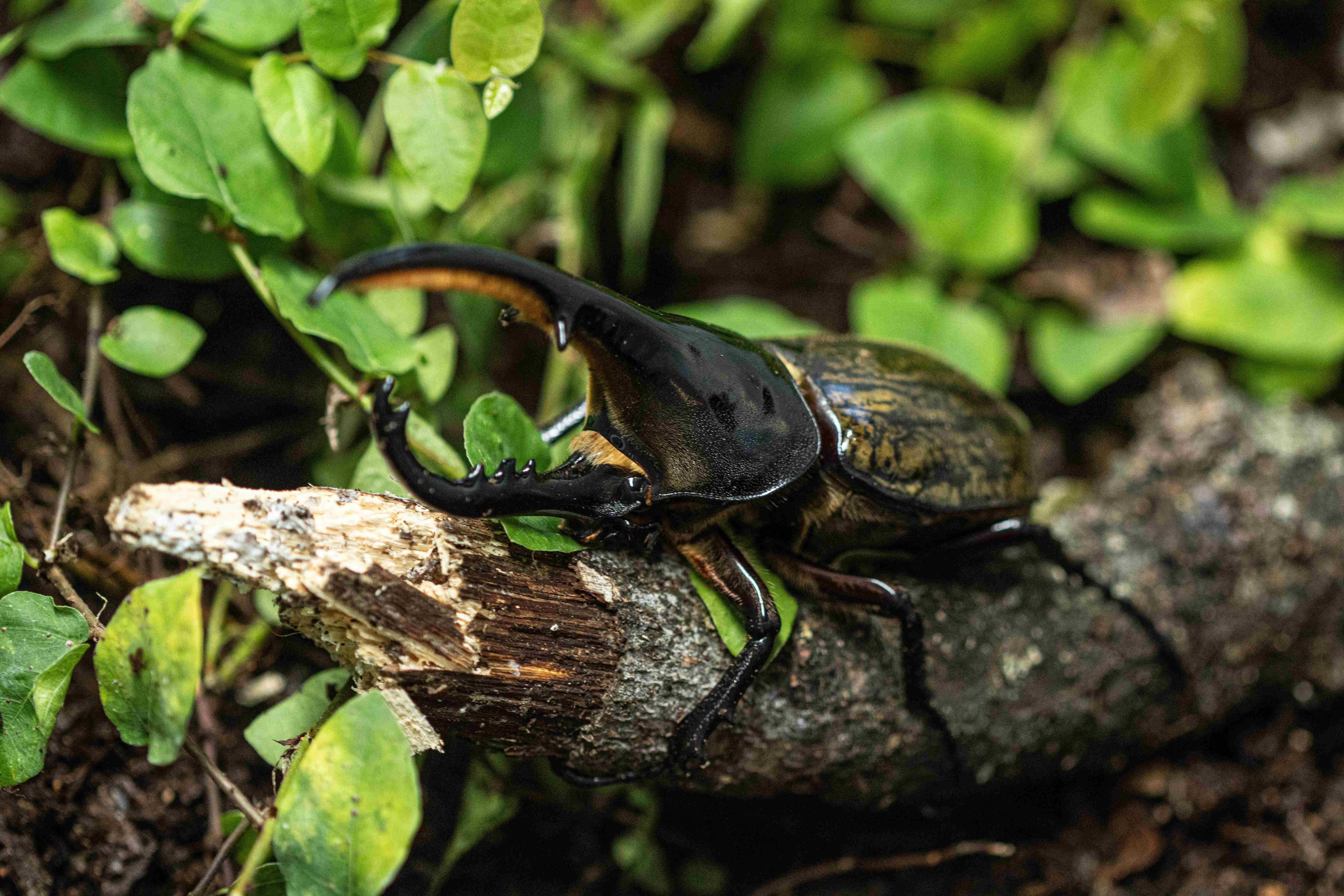 Escape the cold for tropical conditions at Stratford Butterfly Farm!