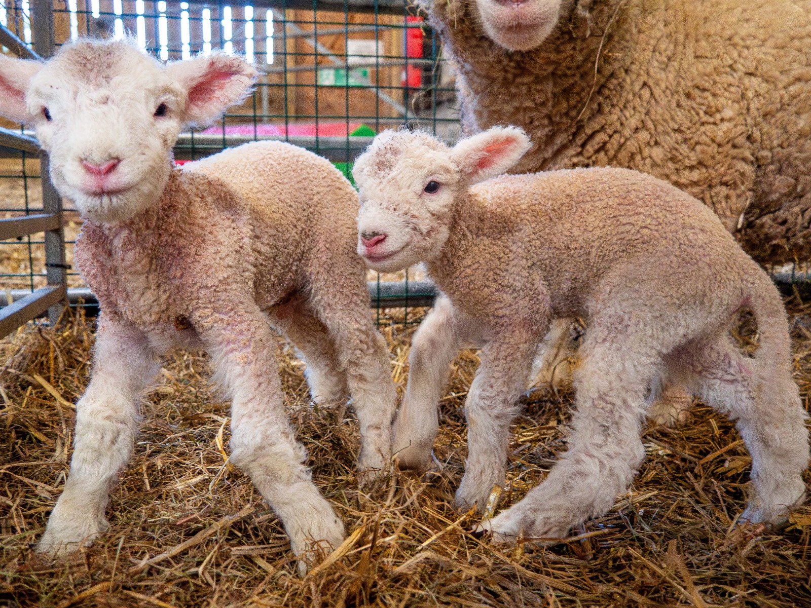 It must be lambs, lambs, lambs! Suggs from Madness helps name lamb triplets live on BBC Radio 2