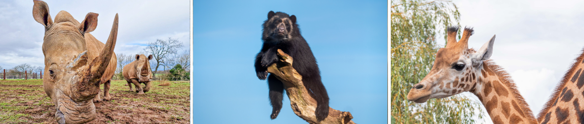 Noah's Ark Zoo Farm helps pioneer the future of global species conservation