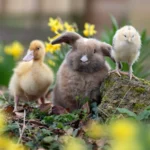 Baby-Animals-GF-cropped-scaled
