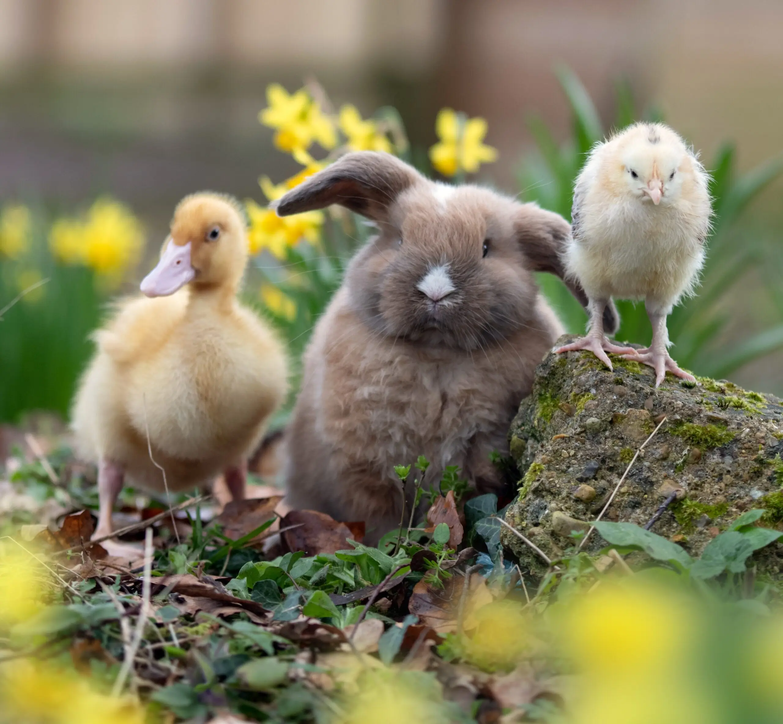 Baby-Animals-GF-cropped-scaled
