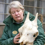 Education Helen Giraffe Skull in Giraffe House 84_SQUARE