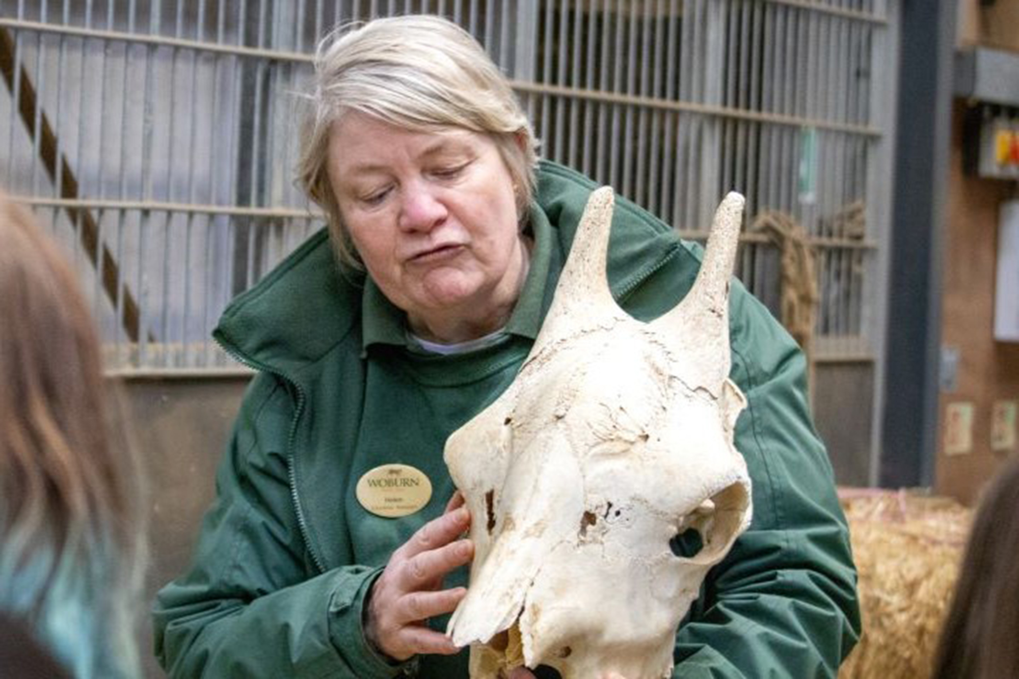 Education Helen Giraffe Skull in Giraffe House 84_SQUARE