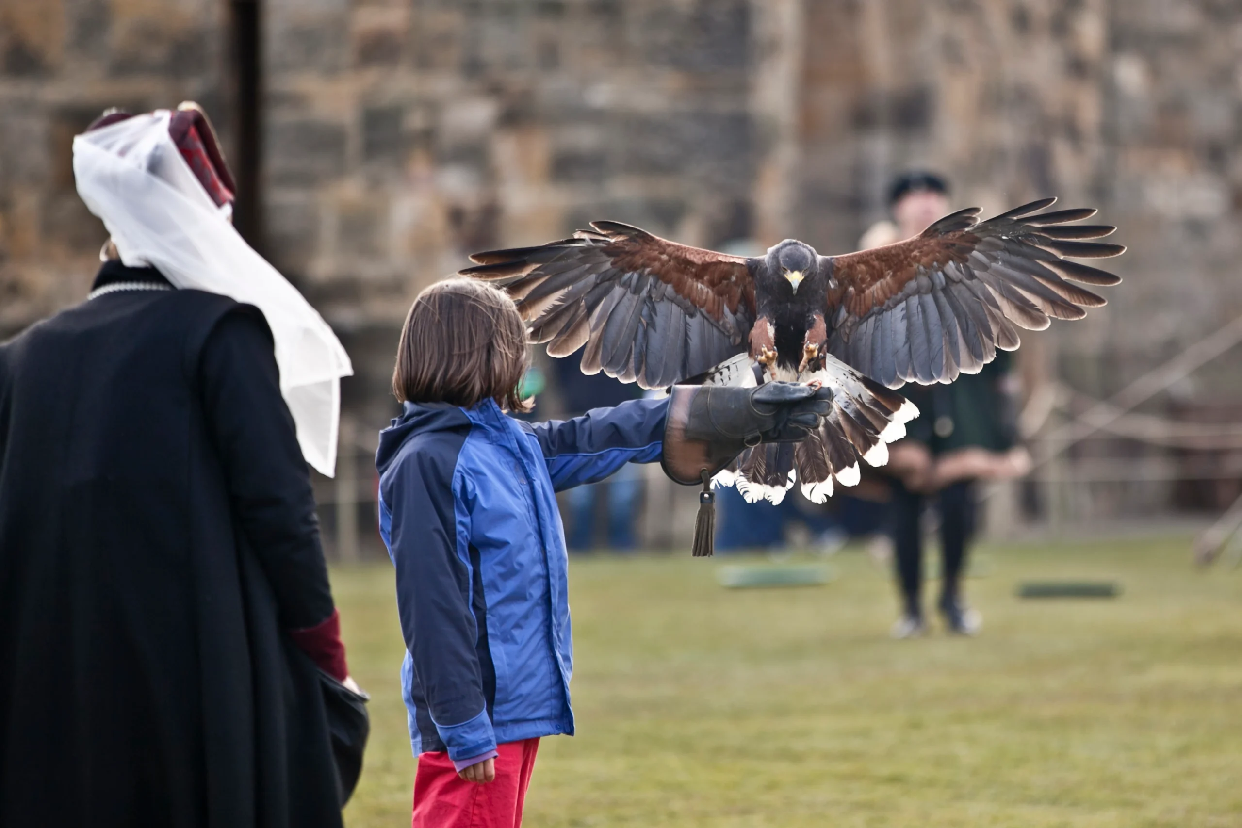 Falconry 2 educational website