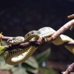 PIT VIPER HR