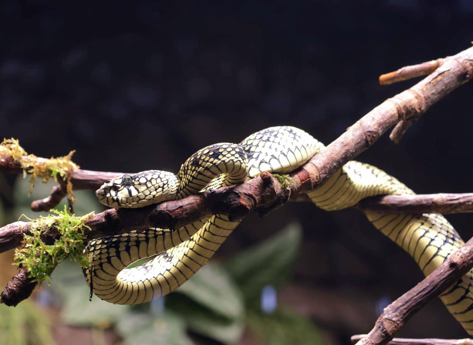 PIT VIPER HR