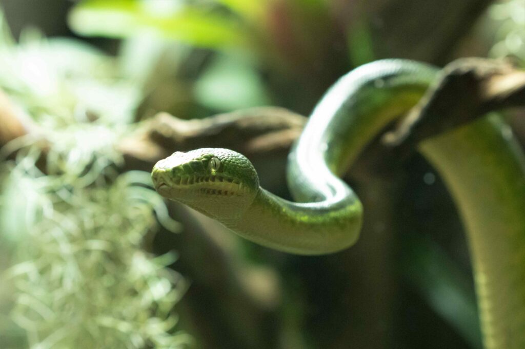 Emerald tree boa lr-min