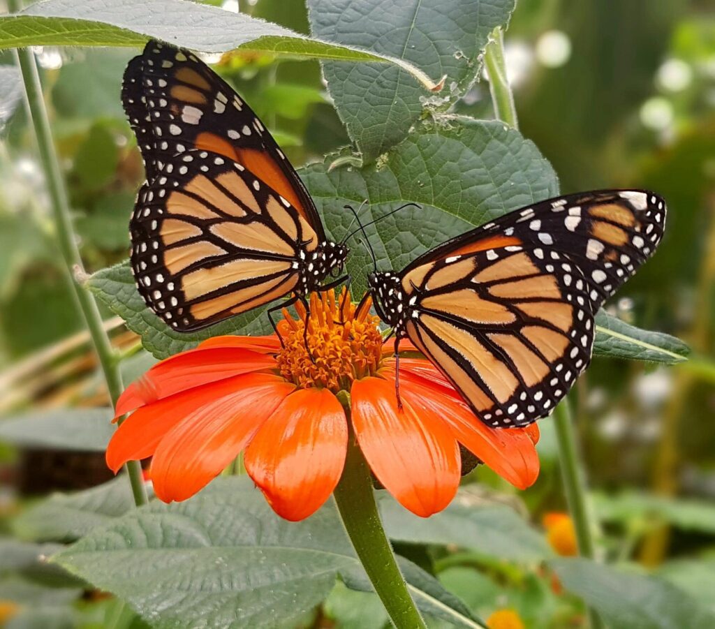 skull and monarch caterpillar-min