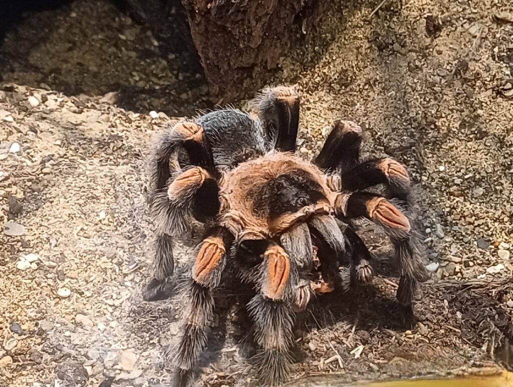 Mexican Red Knee-min