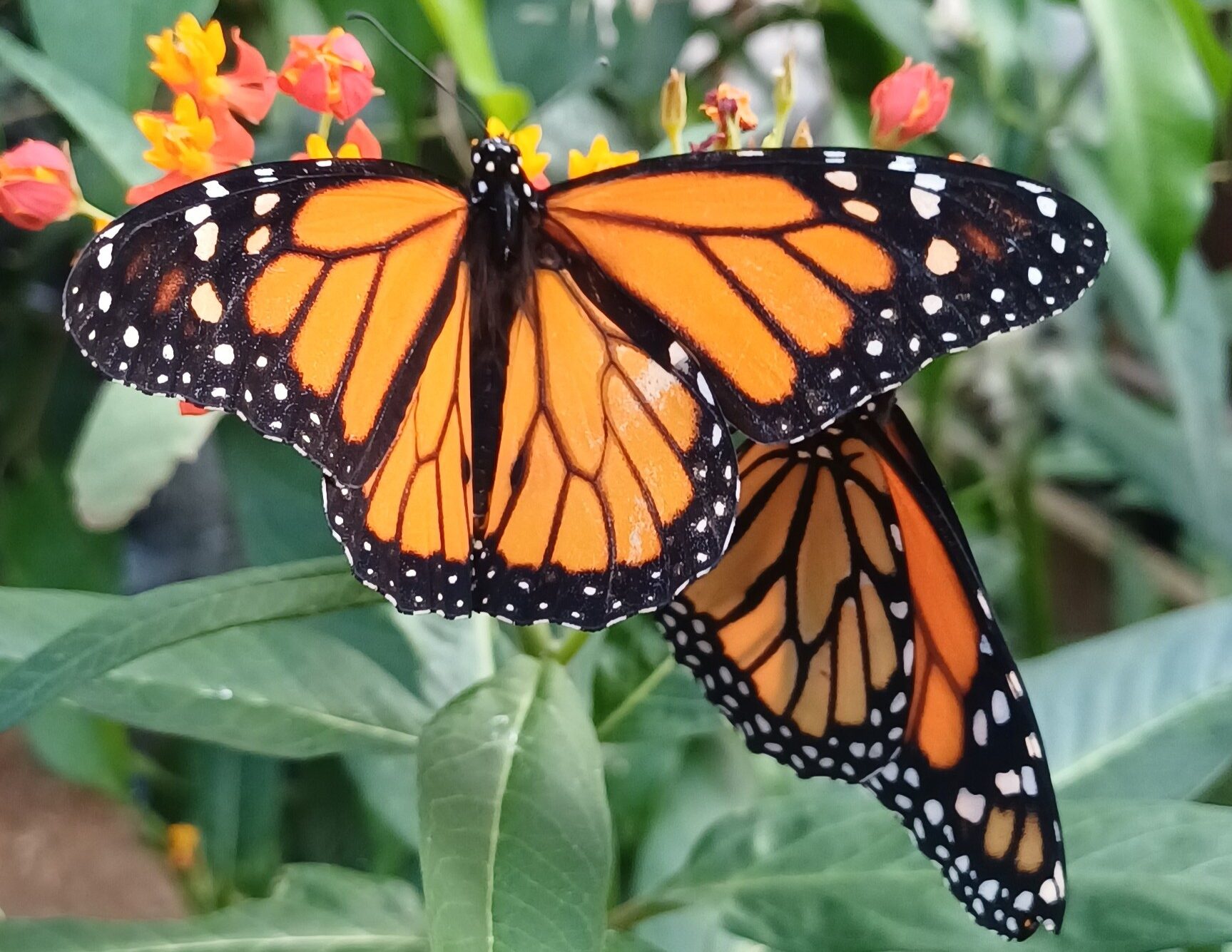 Monarchs