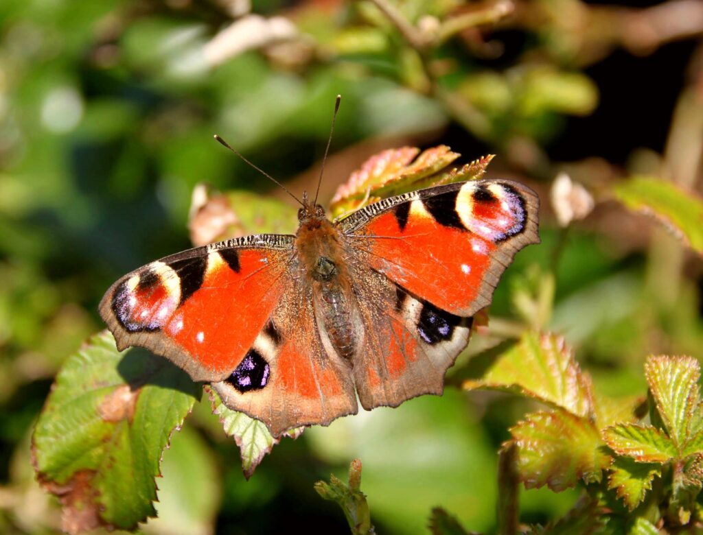 Peacock credit Adam Mcveigh (2)