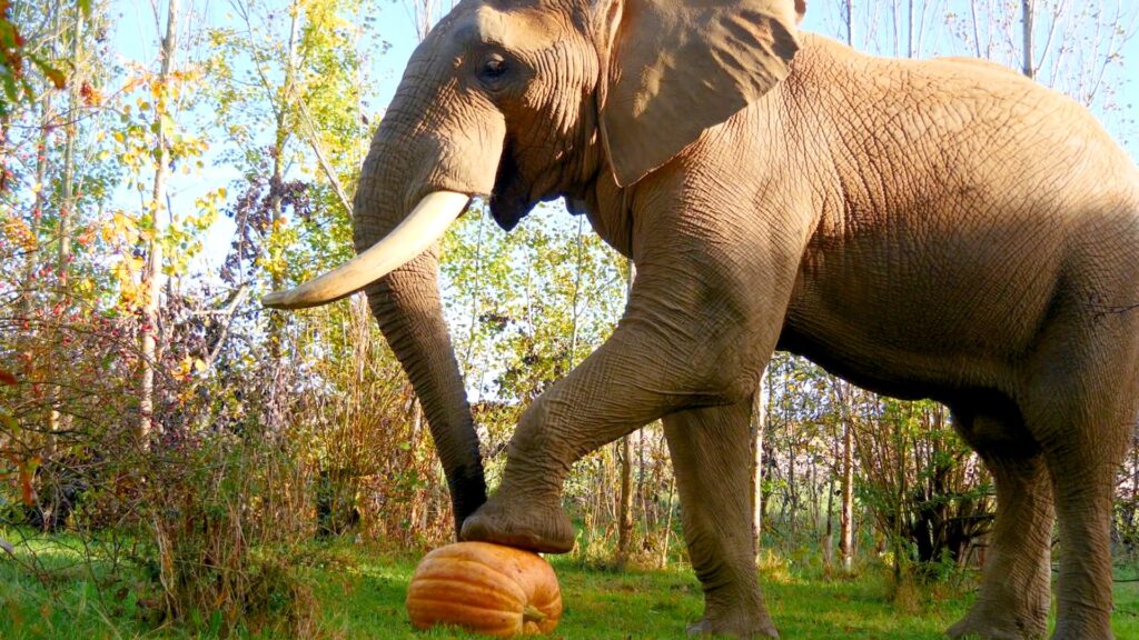 Elephant visiting