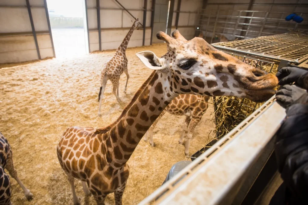 Woburn-Safari-Park-Giraffe-Dec-2019-21-1-1536x1024.jpg