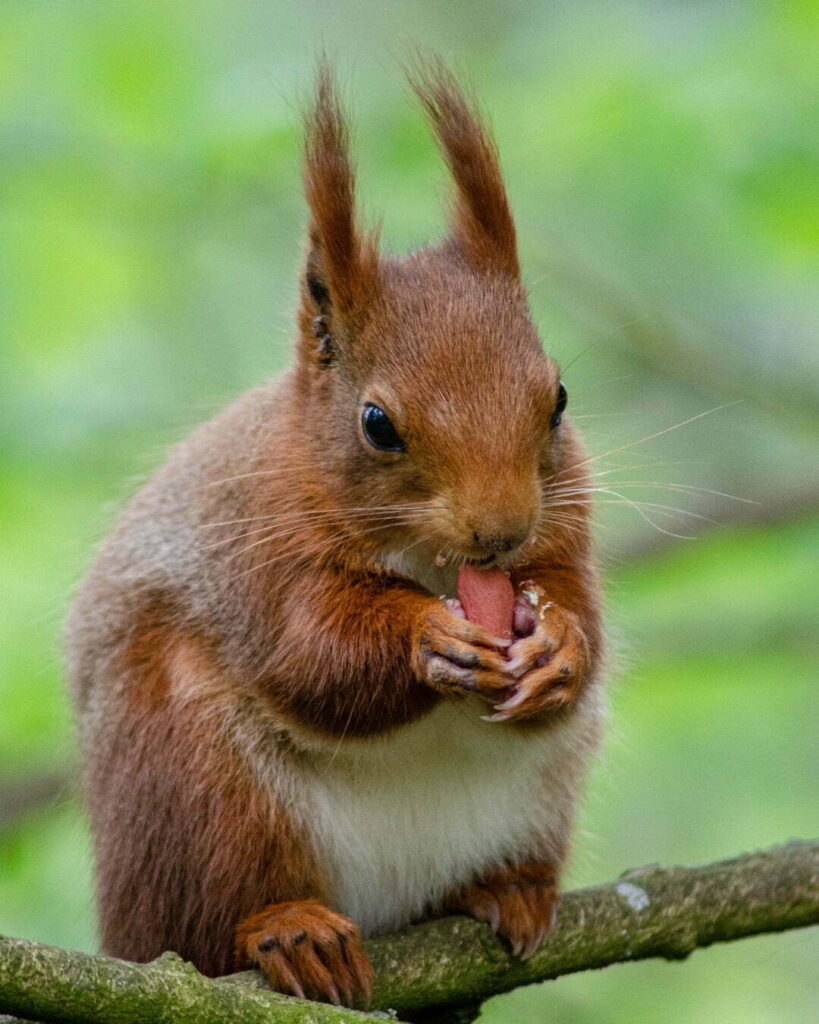 Yorkshire-Arboretum_Red-Squirrel (c) Mathew Harrison LR