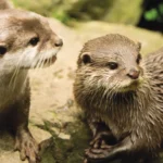 Asian-Short-Clawed-Otters2-min-scaled