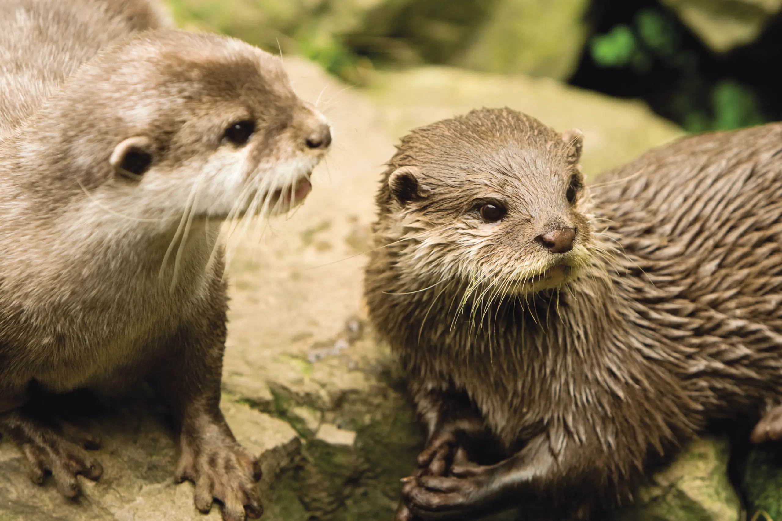 Asian-Short-Clawed-Otters2-min-scaled