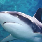 Black-Tip-Reef-Shark-min-scaled
