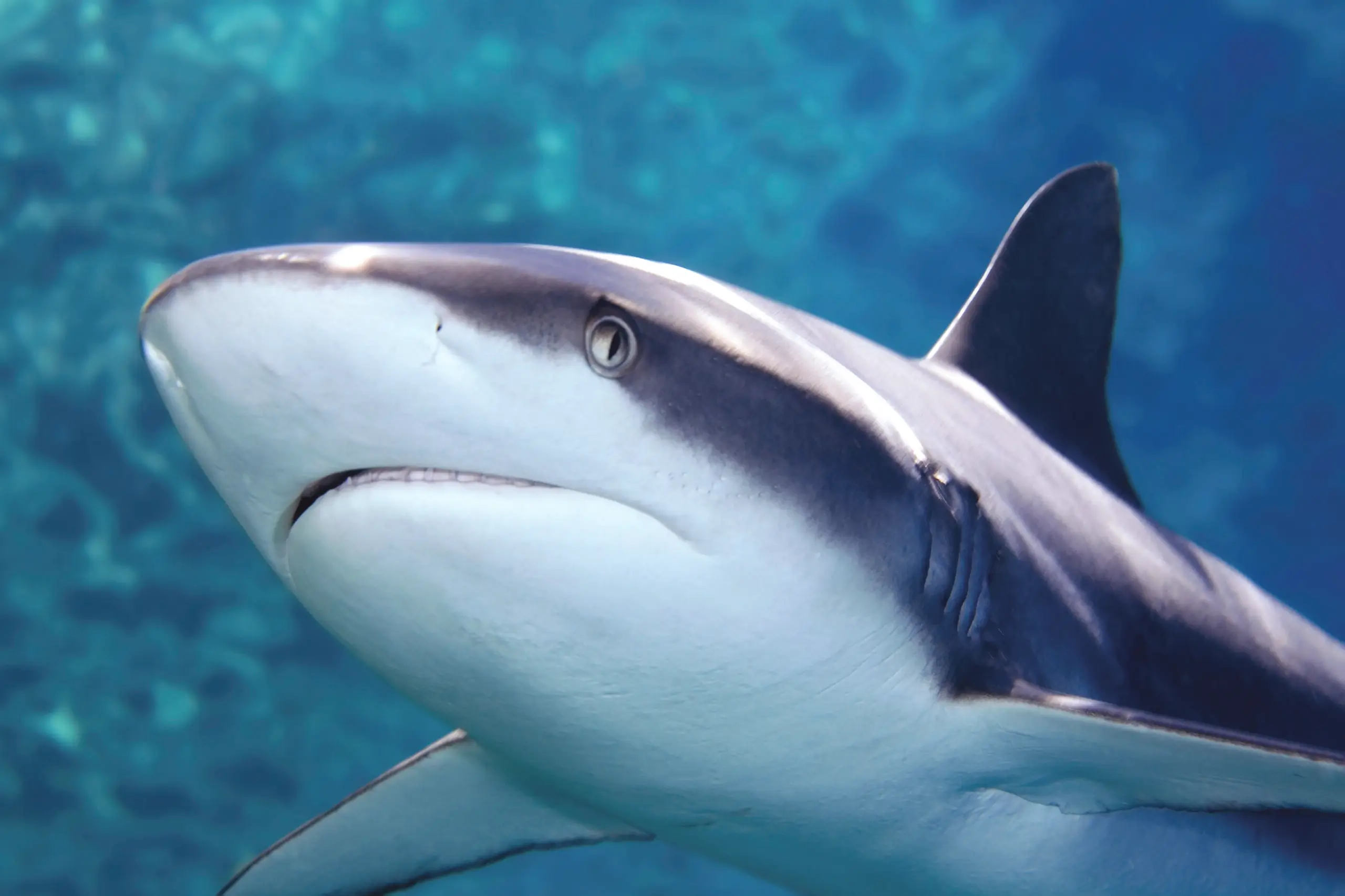 Black-Tip-Reef-Shark-min-scaled