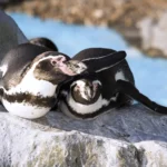 Humbolt-penguin-Oceanarium-Bournemouth-min-scaled