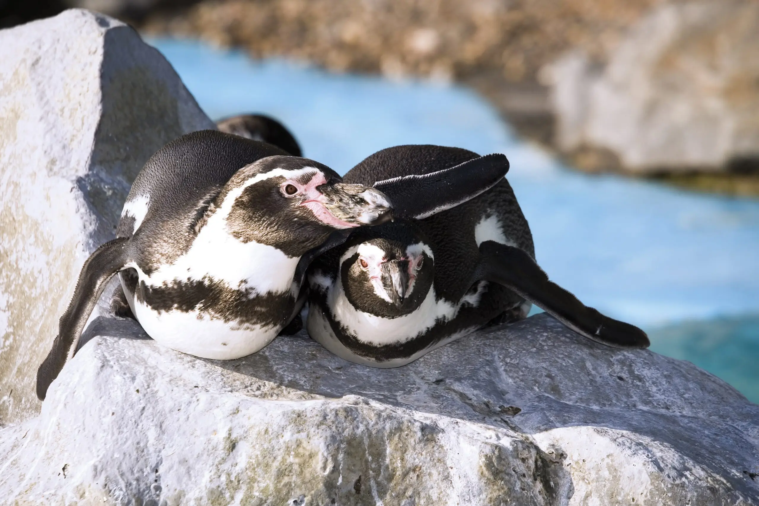 Humbolt-penguin-Oceanarium-Bournemouth-min-scaled