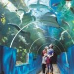 TUNNEL-SHOT-MASSIVEFAMILY-1
