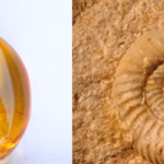 Fab-fossils-workshop