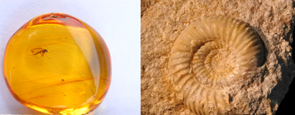 Fab-fossils-workshop