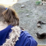 otter feed