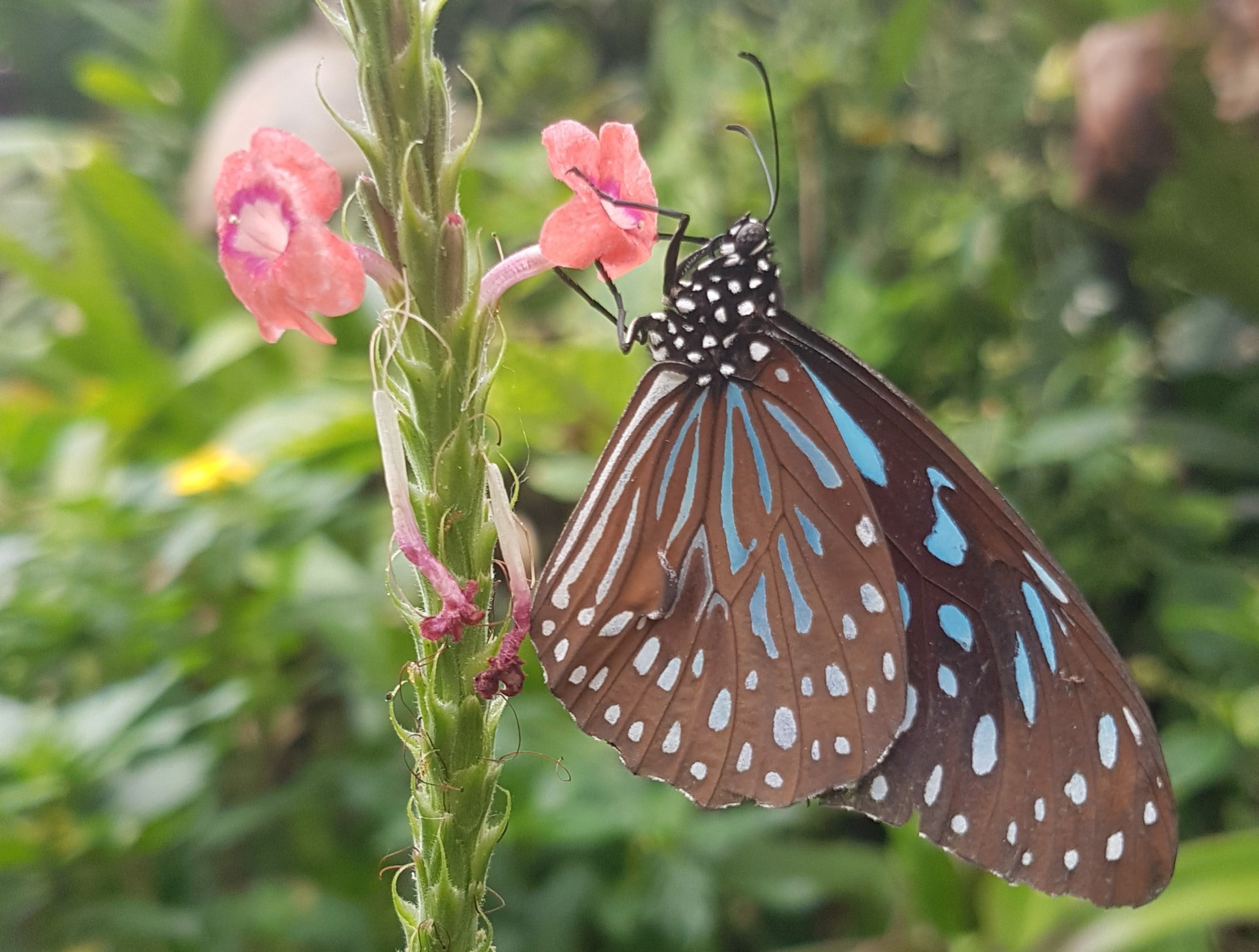 Make a green promise to protect nature at Stratford Butterfly Farm