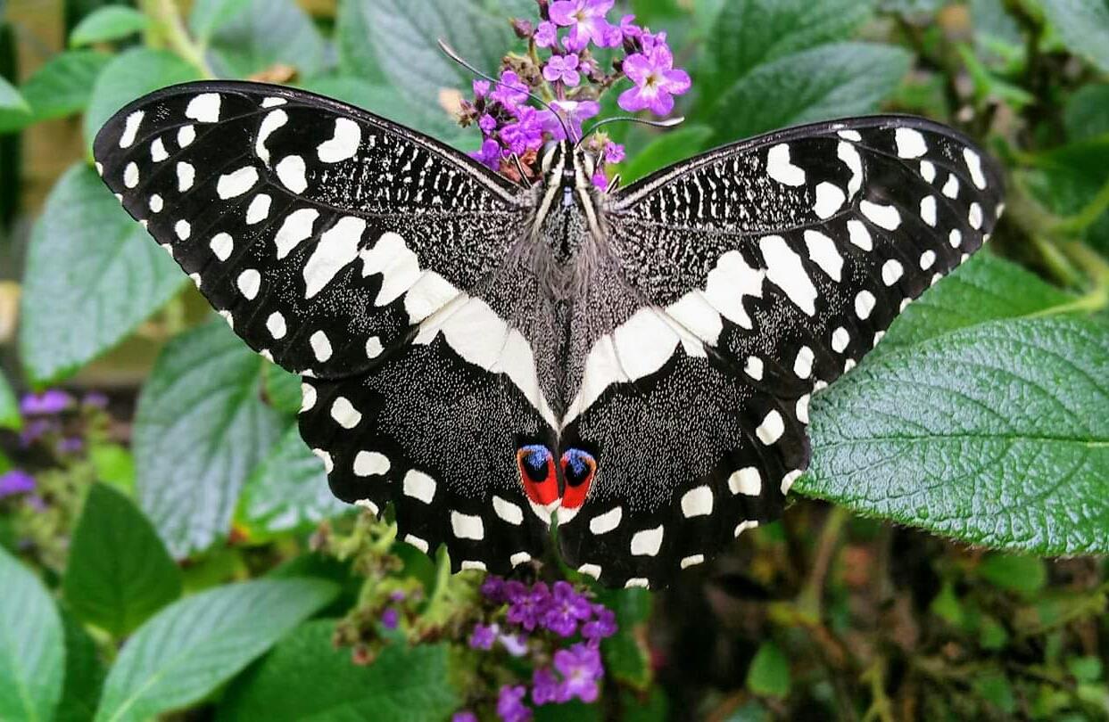 Watch the Christmas Butterfly in flight at Stratford Butterfly Farm!