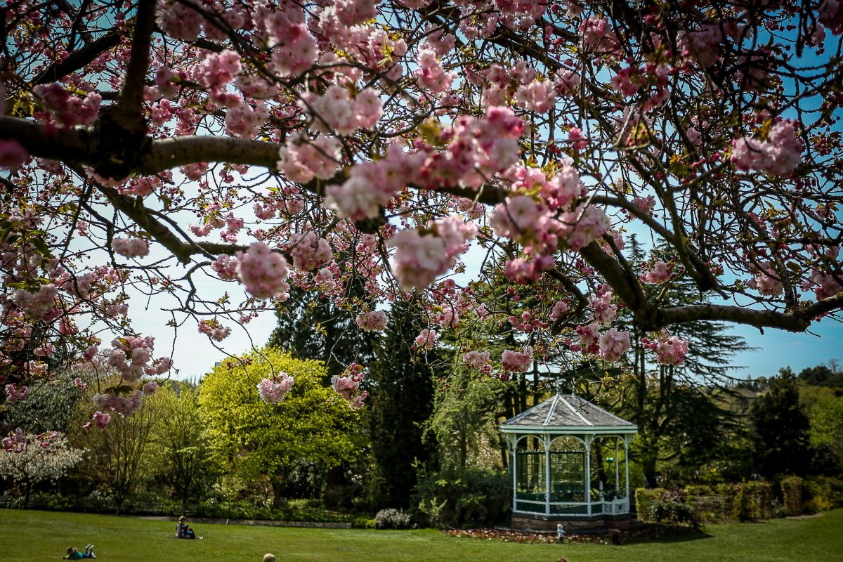 Seeing The Wood From The Trees - National Tree Week