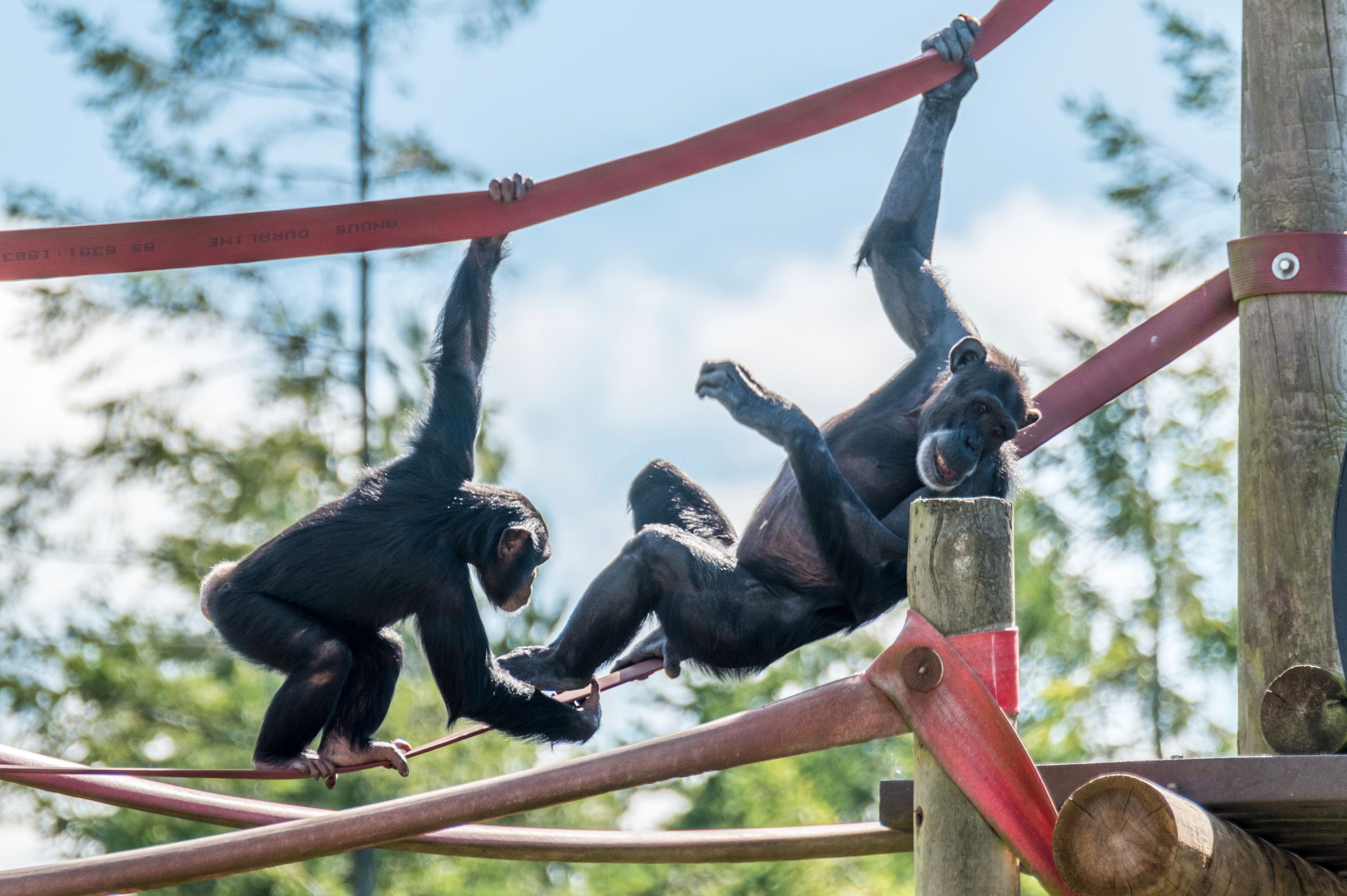 Monkey World Ape Rescue Centre - Educational Visits UK