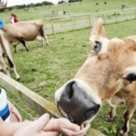 National Forest Adventure Farm