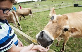 National Forest Adventure Farm