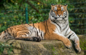 Blackpool Zoo