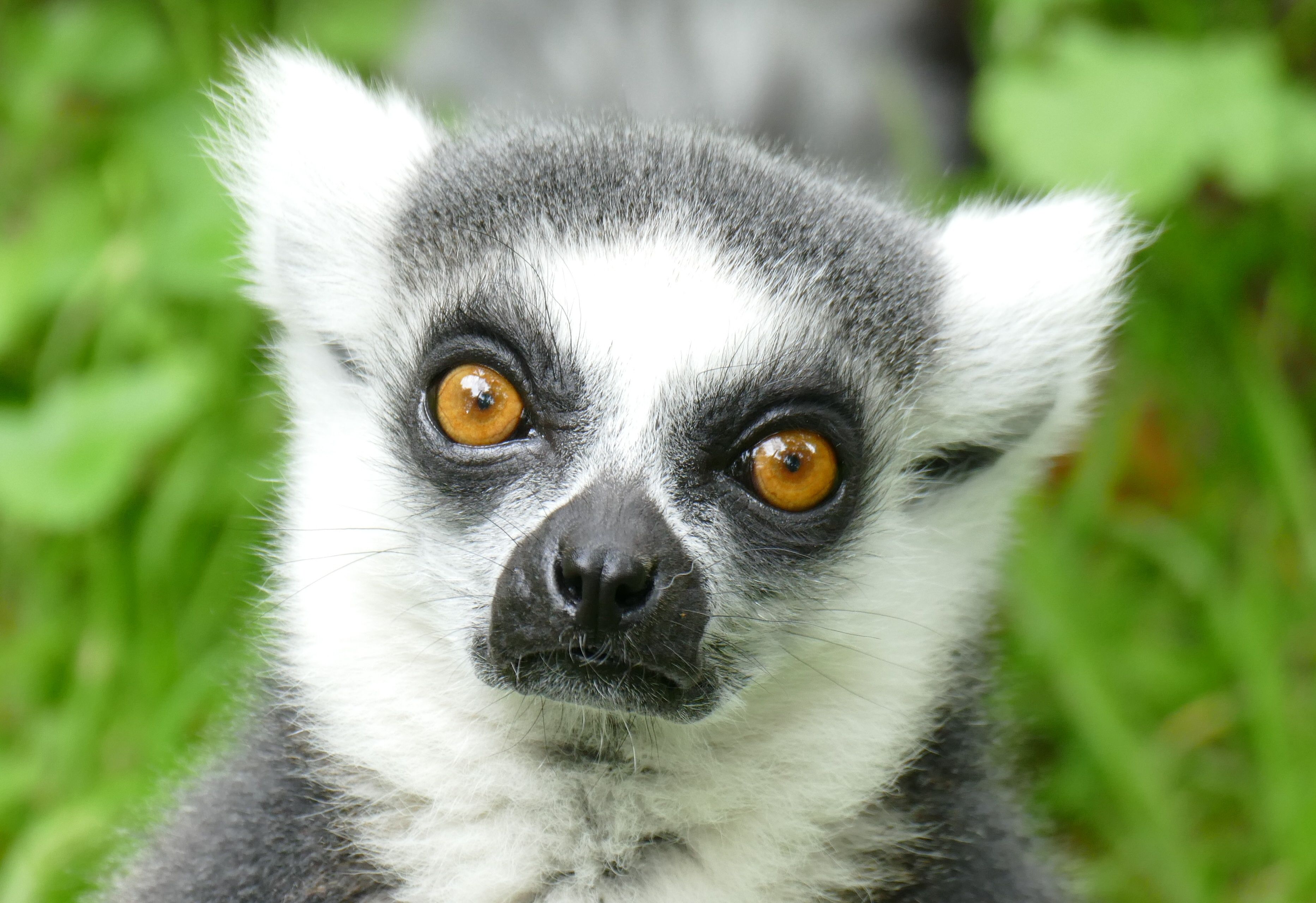 Monkey World Ape Rescue Centre - Educational Visits UK