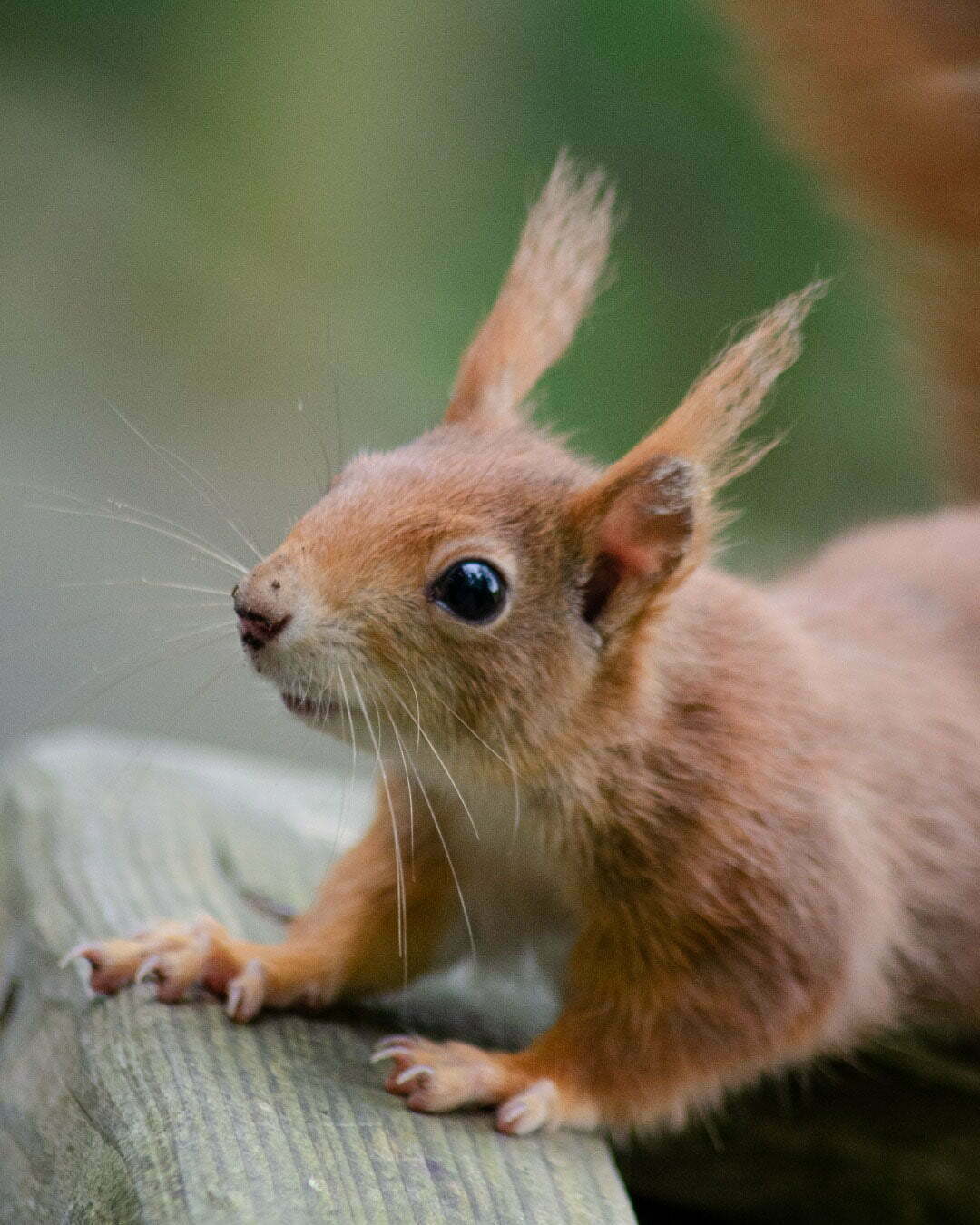 Red Squirrels At The Yorkshire Arboretum - Educational Visits UK