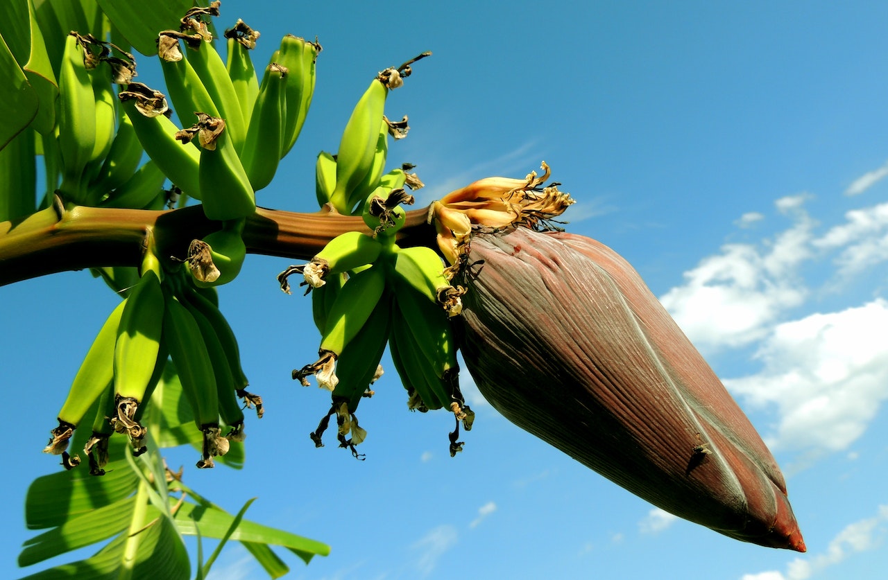 Breaking banana news! Banana plant in flower at RHS Harlow Carr.