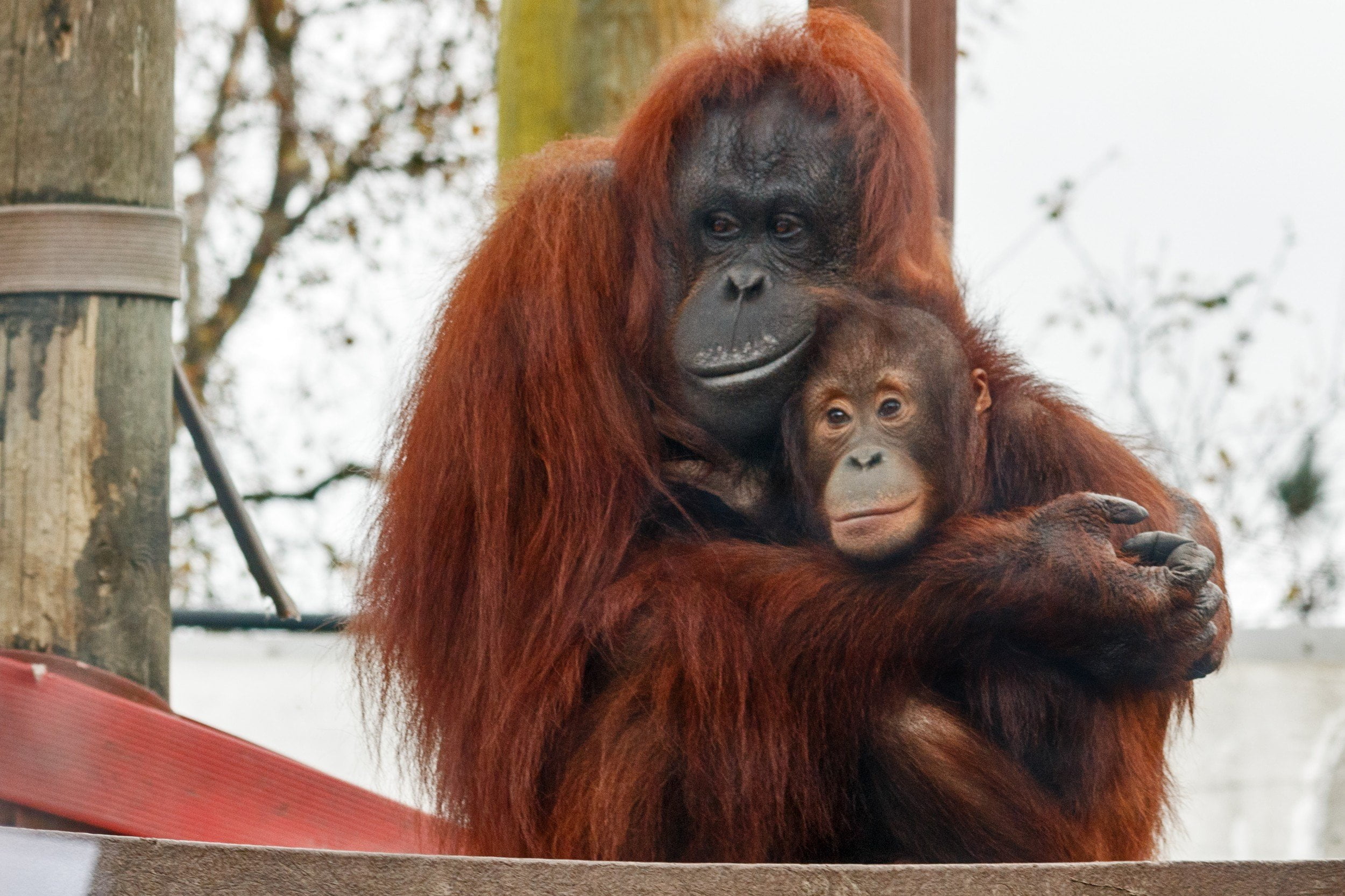 Go Nuts at Monkey World!