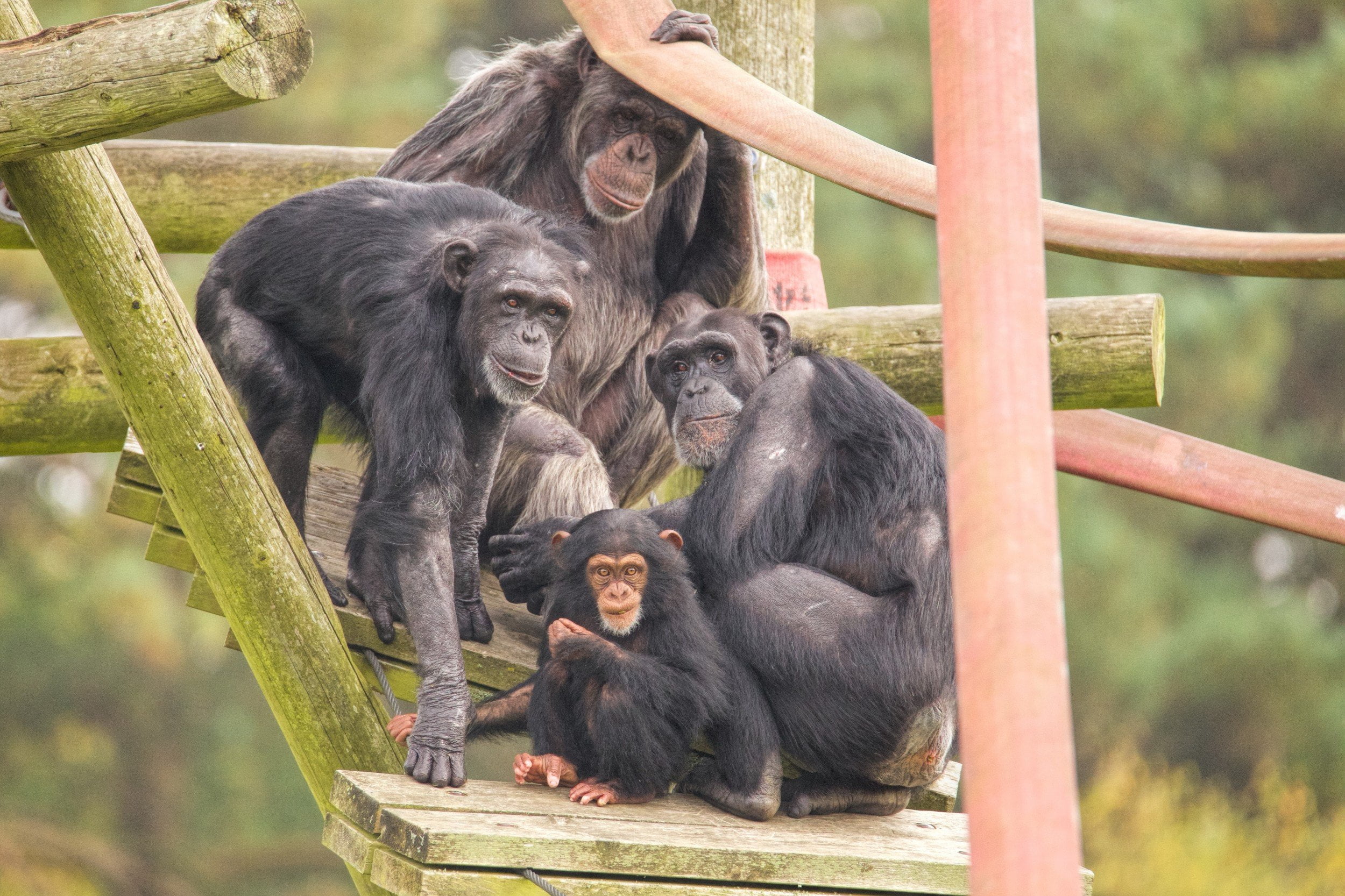 Educational Visits UK - Monkey-World Ape Rescue