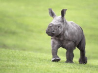 West Midland Safari Park