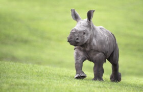 West Midland Safari Park